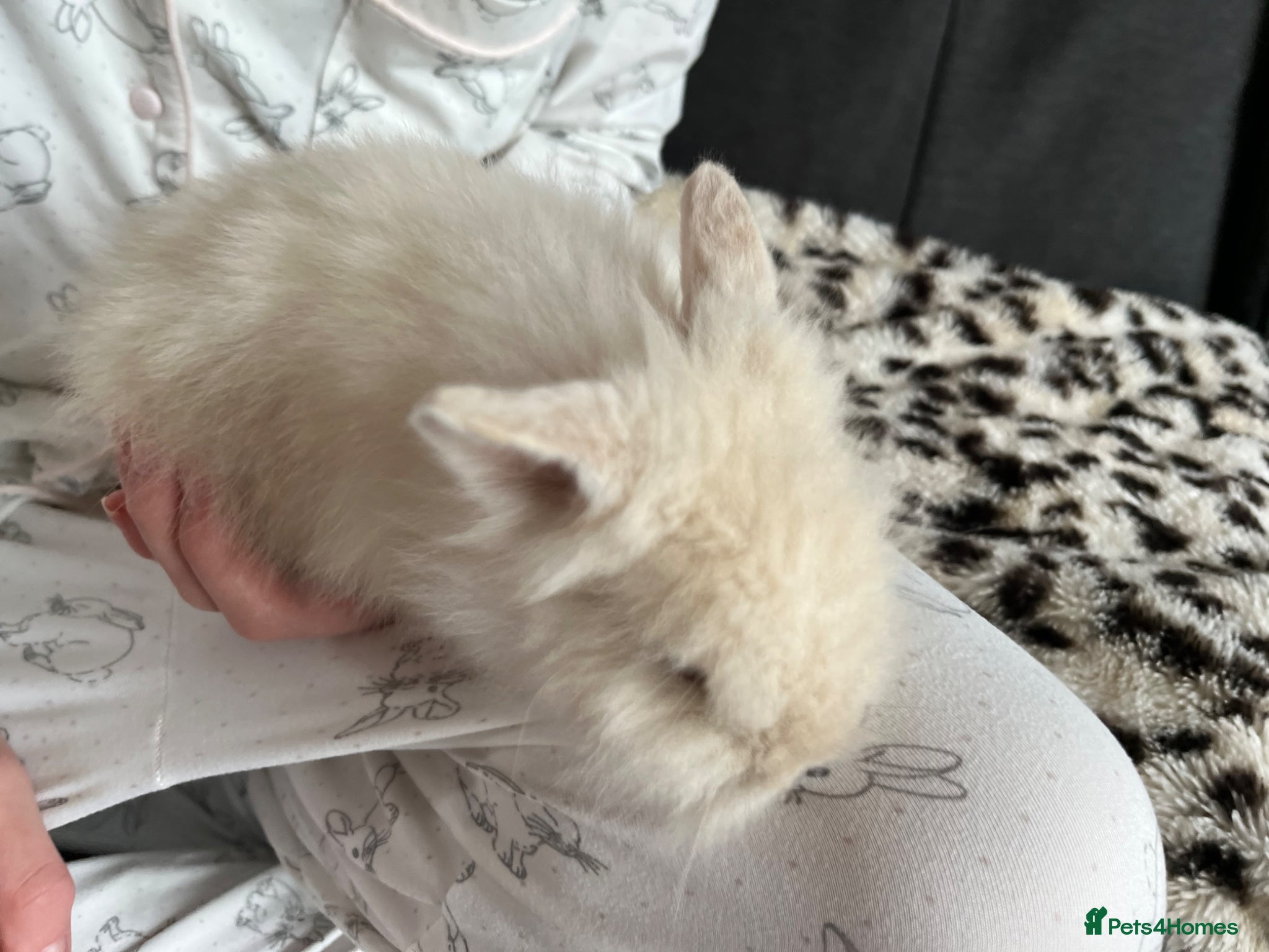 Lionhead rabbits Double Main Lionhead GIRLS 💕 - Advert 1