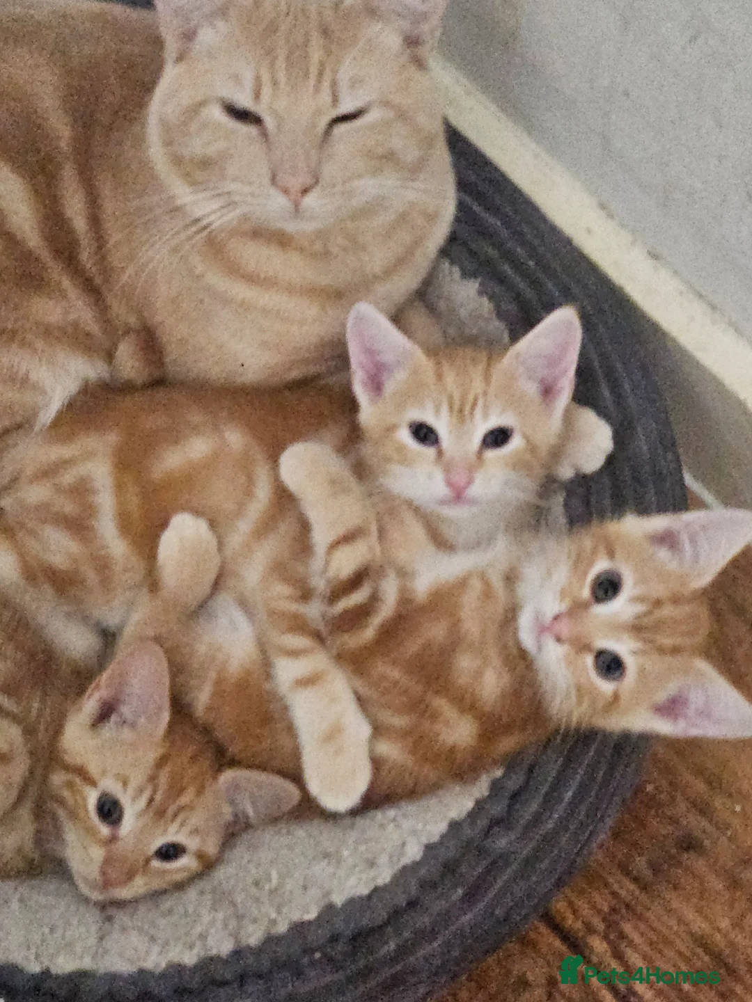 Mixed Breed cats for sale: Beautiful kitchens - Advert 3