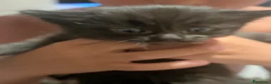 Pet 3