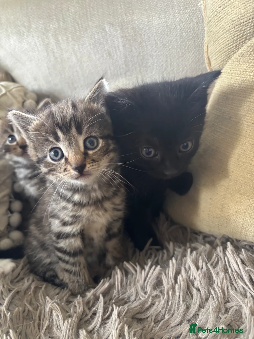 Mixed Breed cats for sale: Gorgeous kittens - Advert 7