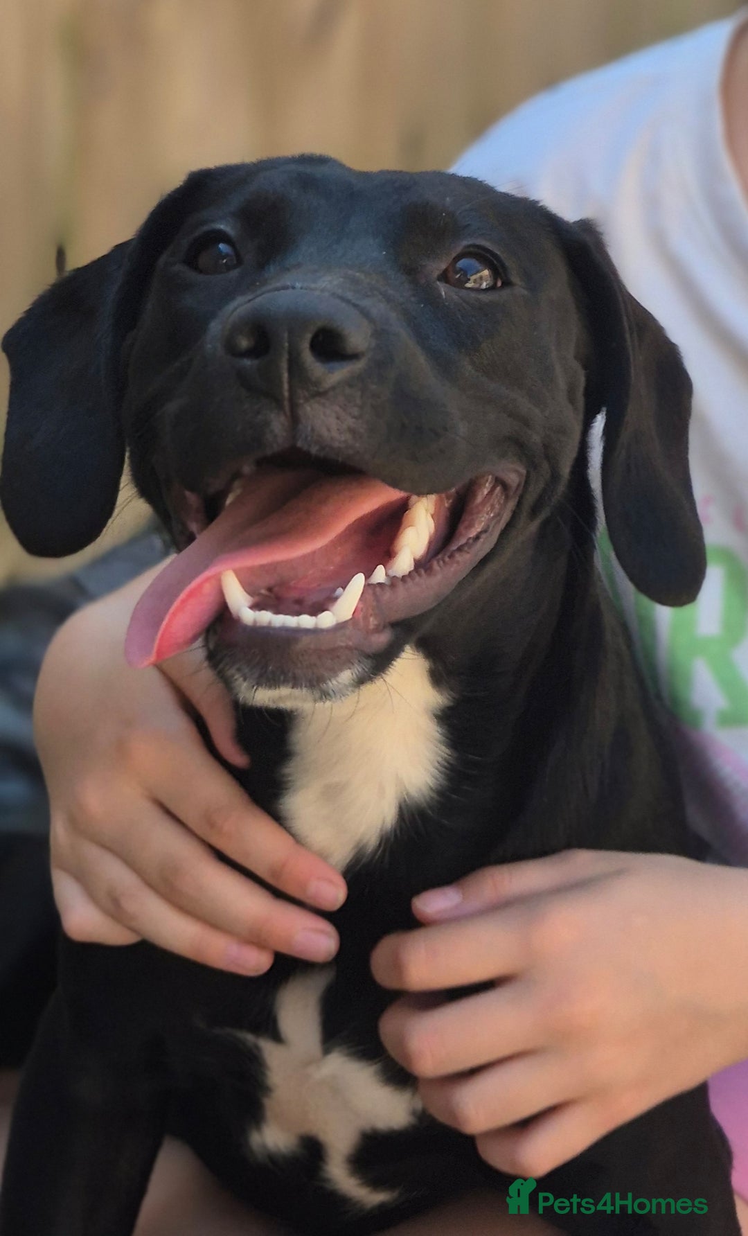 Mixed Breed dogs for sale: Staffy x springer girl  - Advert 5