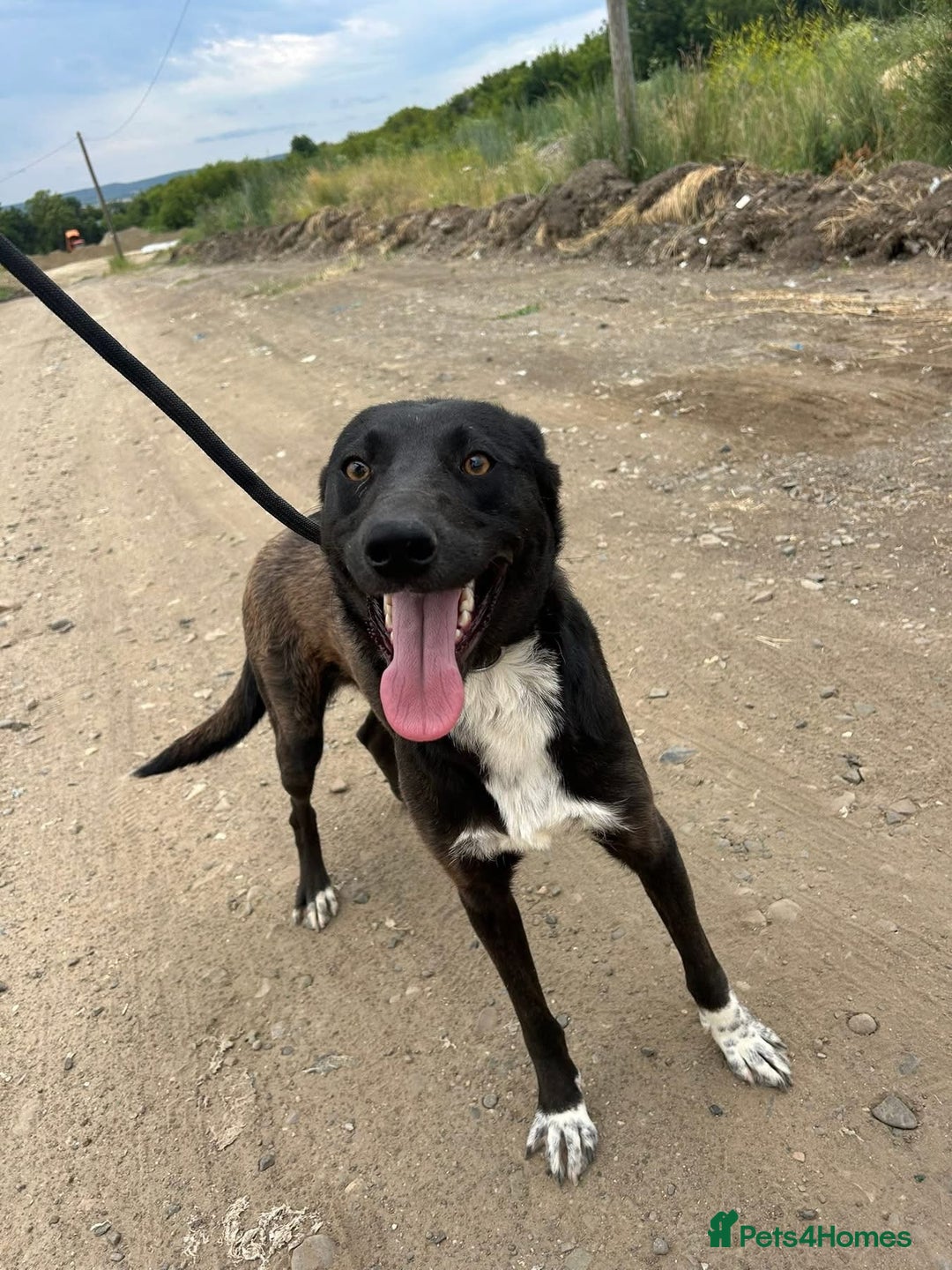 Mixed Breed dogs for adoption: Bethany -Norwich Norfolk  - Image 7