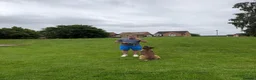 Belgian Shepherd Dog dogs for stud: Belgian Malinois Stud Available – Rico in Dereham - Advert 5