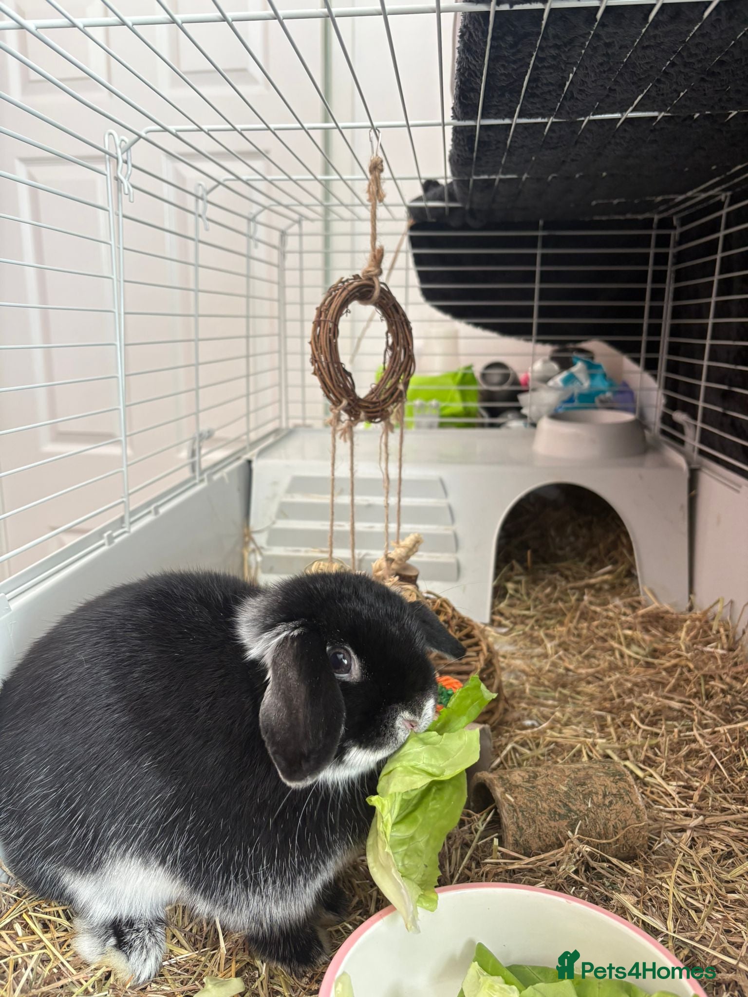 Dwarf Lop rabbits Female dwarf mini lop  - Advert 1