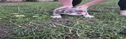 English Bulldog dogs for sale: Fully Vaccinated Ready To leave English Bulldog - Advert 16