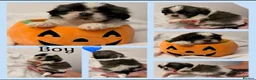 Shih Tzu dogs for sale: 9 beautiful Shih Tuz pups 🩷💙 - Advert 7