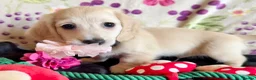 Miniature Dachshund dogs for sale: Cream long haired kc ready to go now - Advert 8