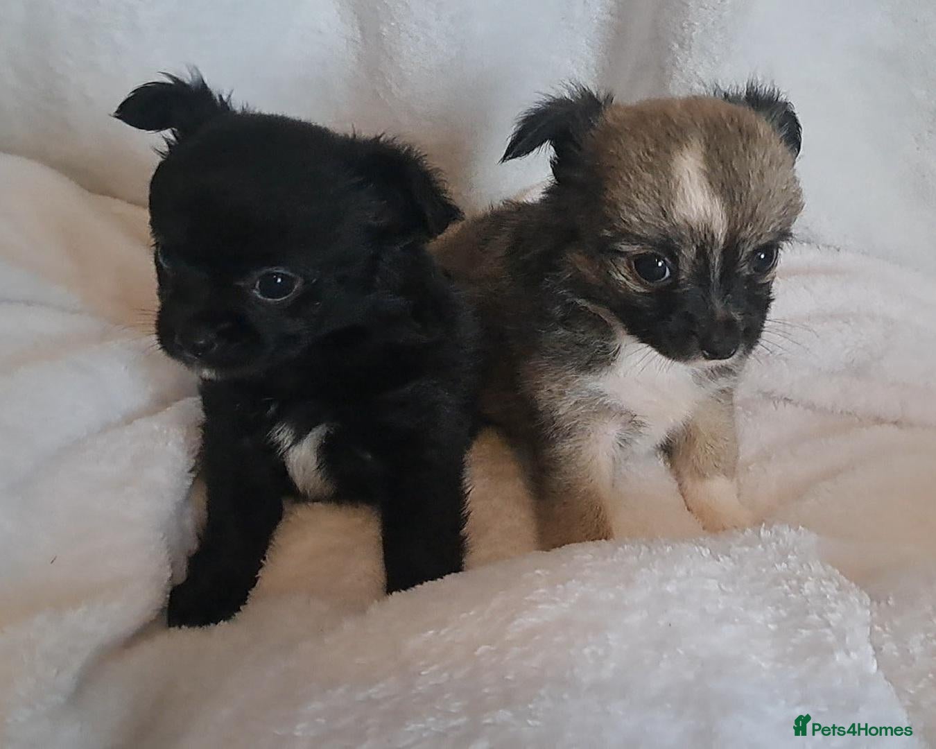 Chihuahua dogs Long Coat Chihuahua puppies - Advert 19