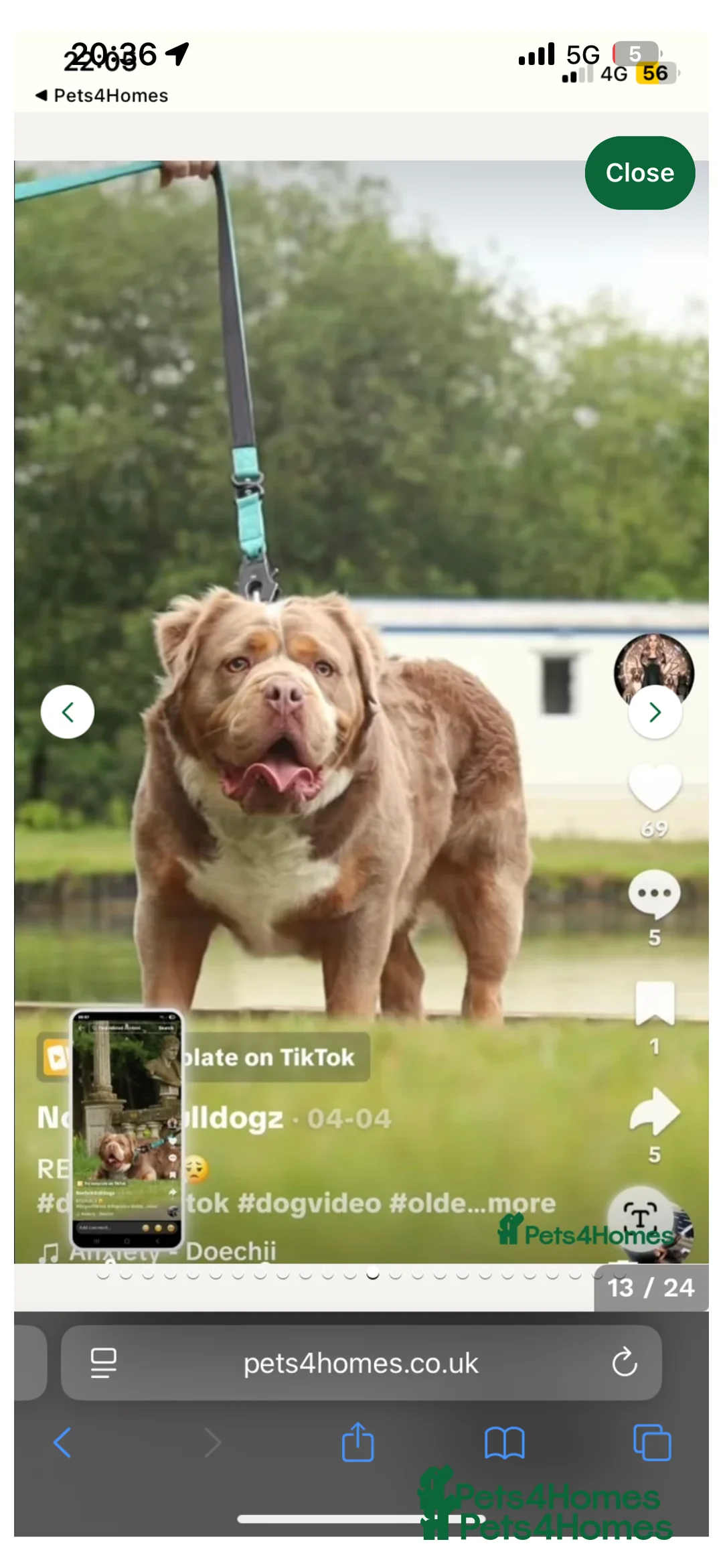 Old Tyme Bulldog dogs for sale: 12 week old beautiful old tyme English bulldog  - Advert 6