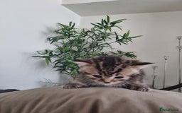 Mixed Breed cats for sale: Half british shorthair kittens - Image 2