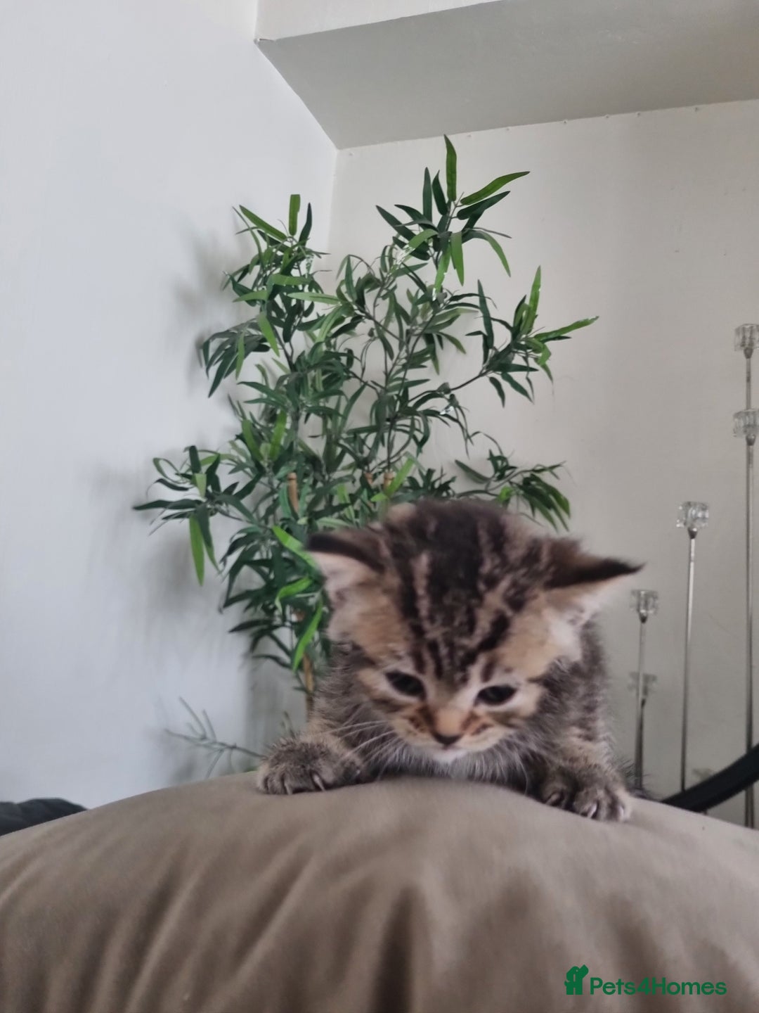 Mixed Breed cats for sale: Half british shorthair kittens - Image 2