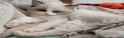 Ragdoll cats for sale: Boy Ragdoll Bicolor  - Advert 11