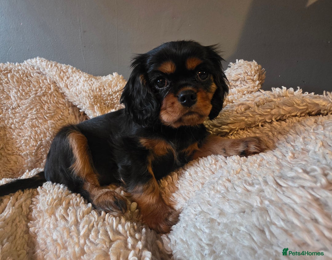 Cavalier King Charles Spaniel dogs for sale: KC Cavalier pupies - Advert 14