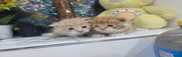 Mixed Breed cats for sale: Gorgeous fluffy loving kittens. READY 05/09/2026 - Advert 2