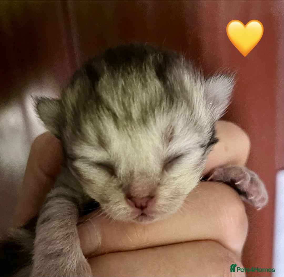 Siberian cats for sale: Hypoallergenic, fluffy, purebred healthy Siberians - Image 16