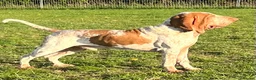 Bracco Italiano dogs for stud: Valentino Rossi Italian Import in Chesterfield - Advert 11