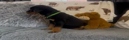 Rottweiler dogs for sale: Rottweiler Pups ready to leave  - Advert 16