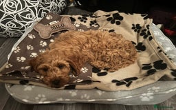 Cockapoo dogs for stud: 1 year old cockapoo for stud - Image 22