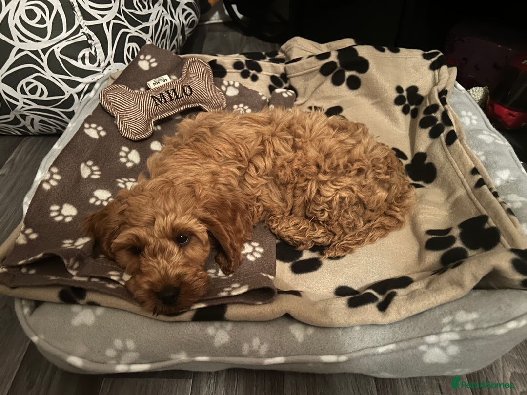 Cockapoo dogs for stud: 1 year old cockapoo for stud - Image 22