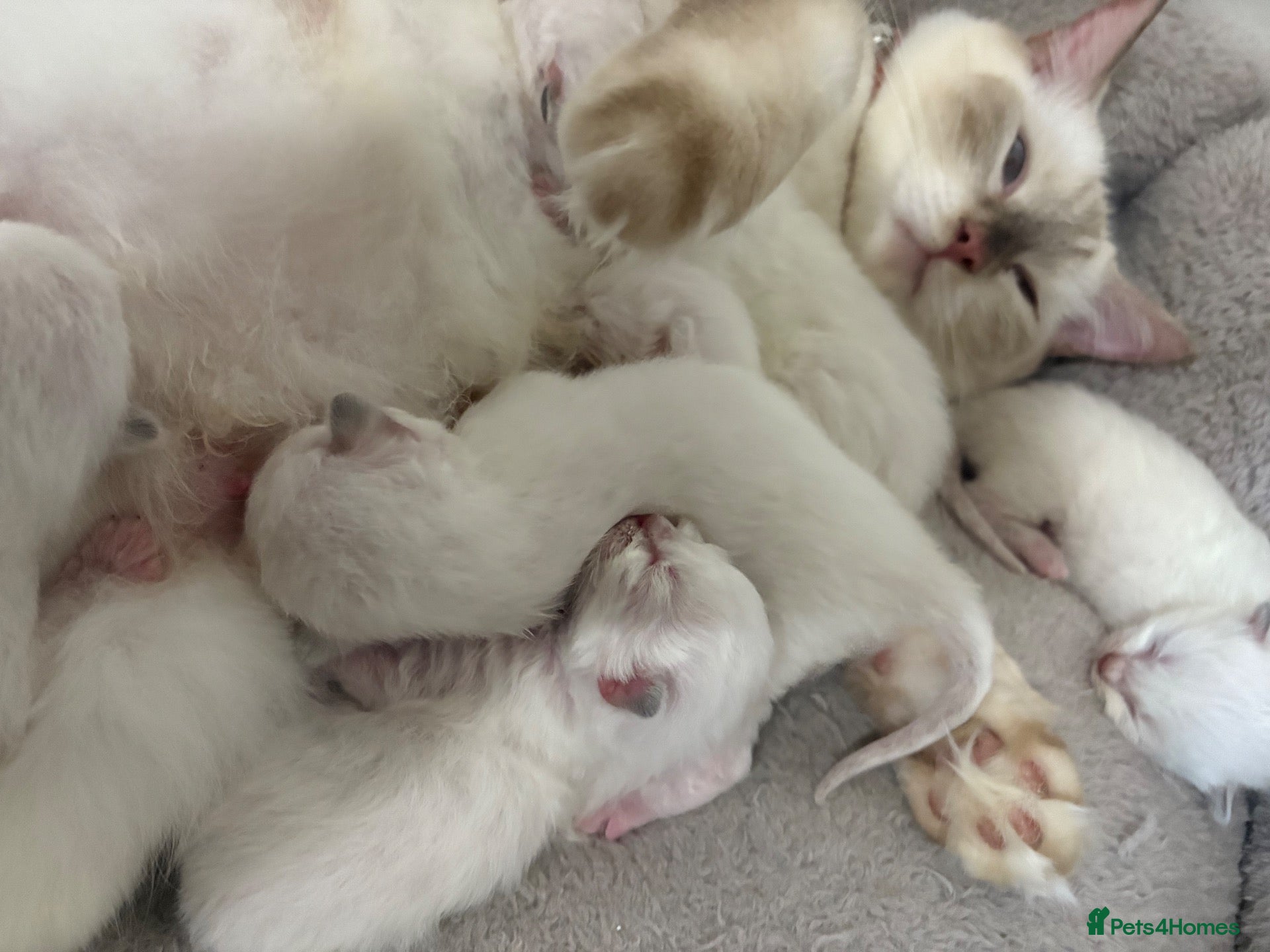 Ragdoll cats Stunning 🌟 Ragdoll Kittens 🌟  - Advert 1