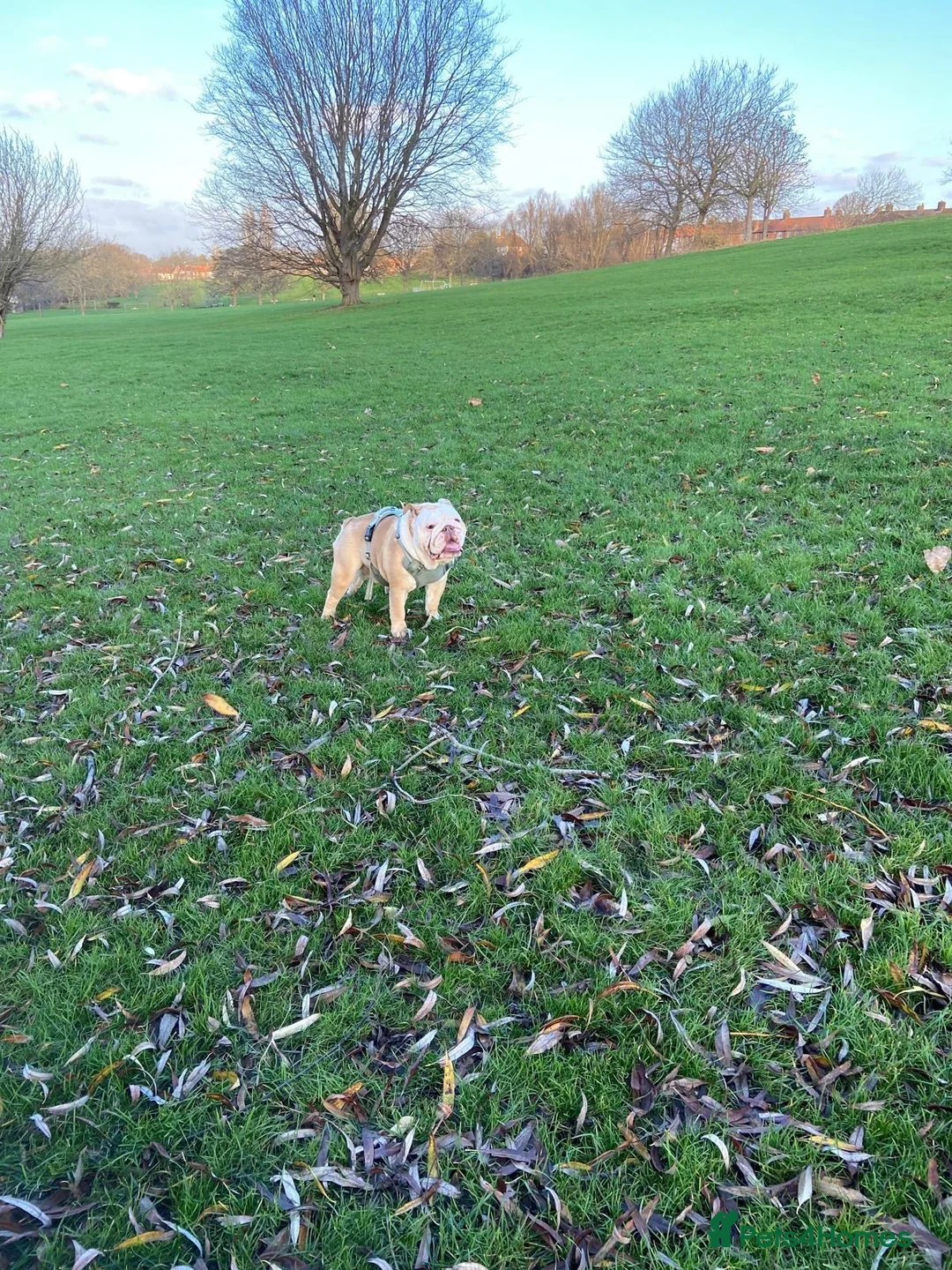English Bulldog dogs for sale: Ernie  in London - Advert 20