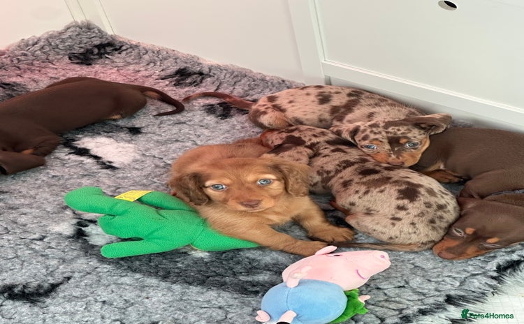 Miniature Dachshund dogs Long&Shorthair KC Reg Mini Dacshund puppies - Advert 4