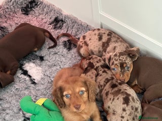 Miniature Dachshund dogs Long&Shorthair KC Reg Mini Dacshund puppies - Advert 17