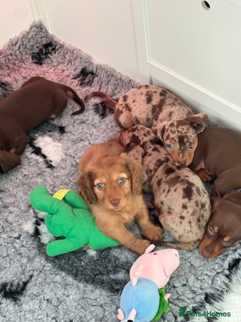 Miniature Dachshund dogs Long&Shorthair KC Reg Mini Dacshund puppies - Advert 4