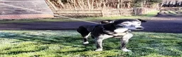 Lurcher dogs for adoption: 🖤 JET – A Gentleman Lurcher for a Forever Sofa 🖤 in Worksop - Advert 11