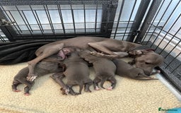Italian Greyhound dogs for sale: Beautiful Miss Bella’s  - Image 2