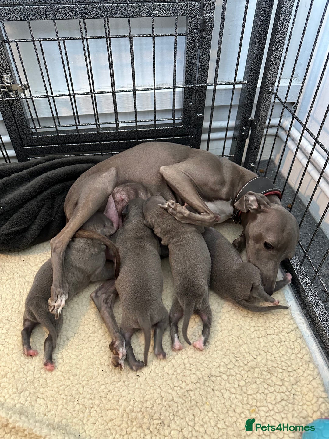 Italian Greyhound dogs for sale: Beautiful Miss Bella’s  - Image 2