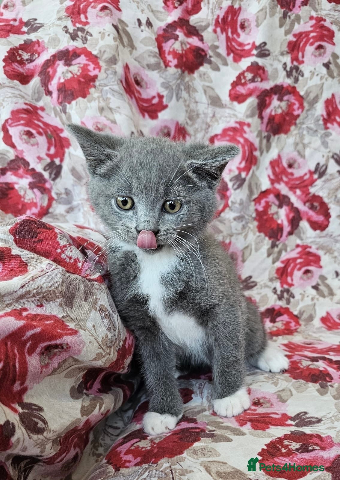 British Shorthair cats British shorthair crossed kitties  - Advert 1