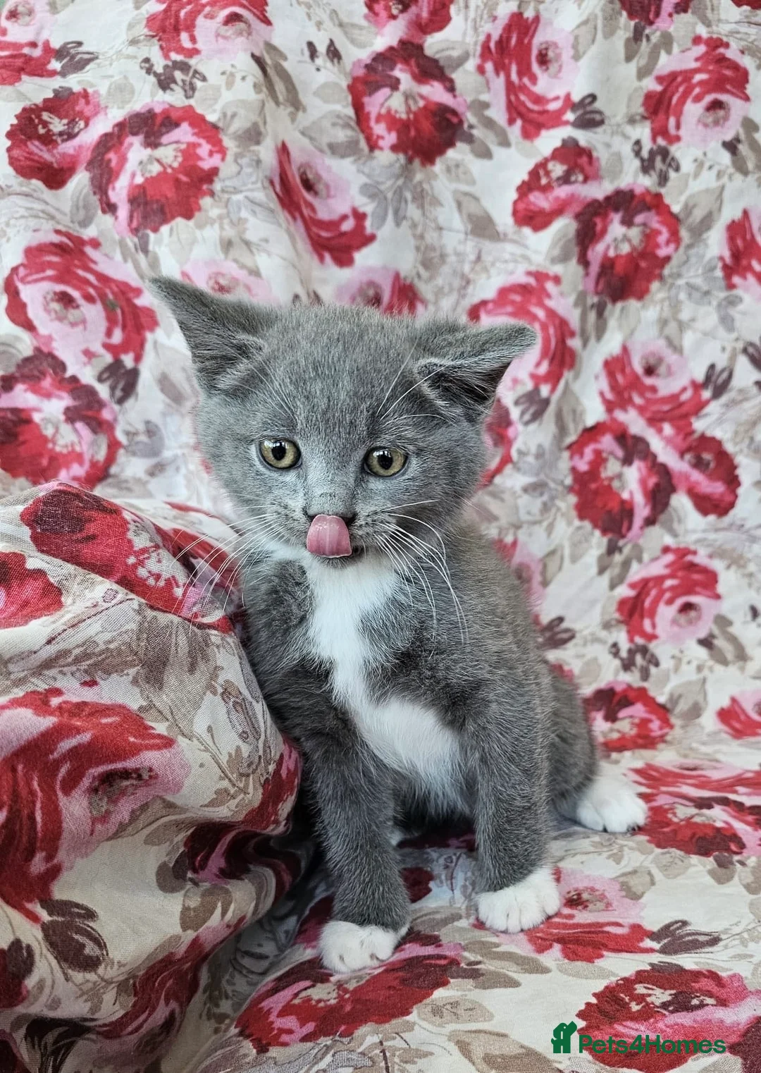 British Shorthair cats for sale: British shorthair crossed kitties  - Advert 2