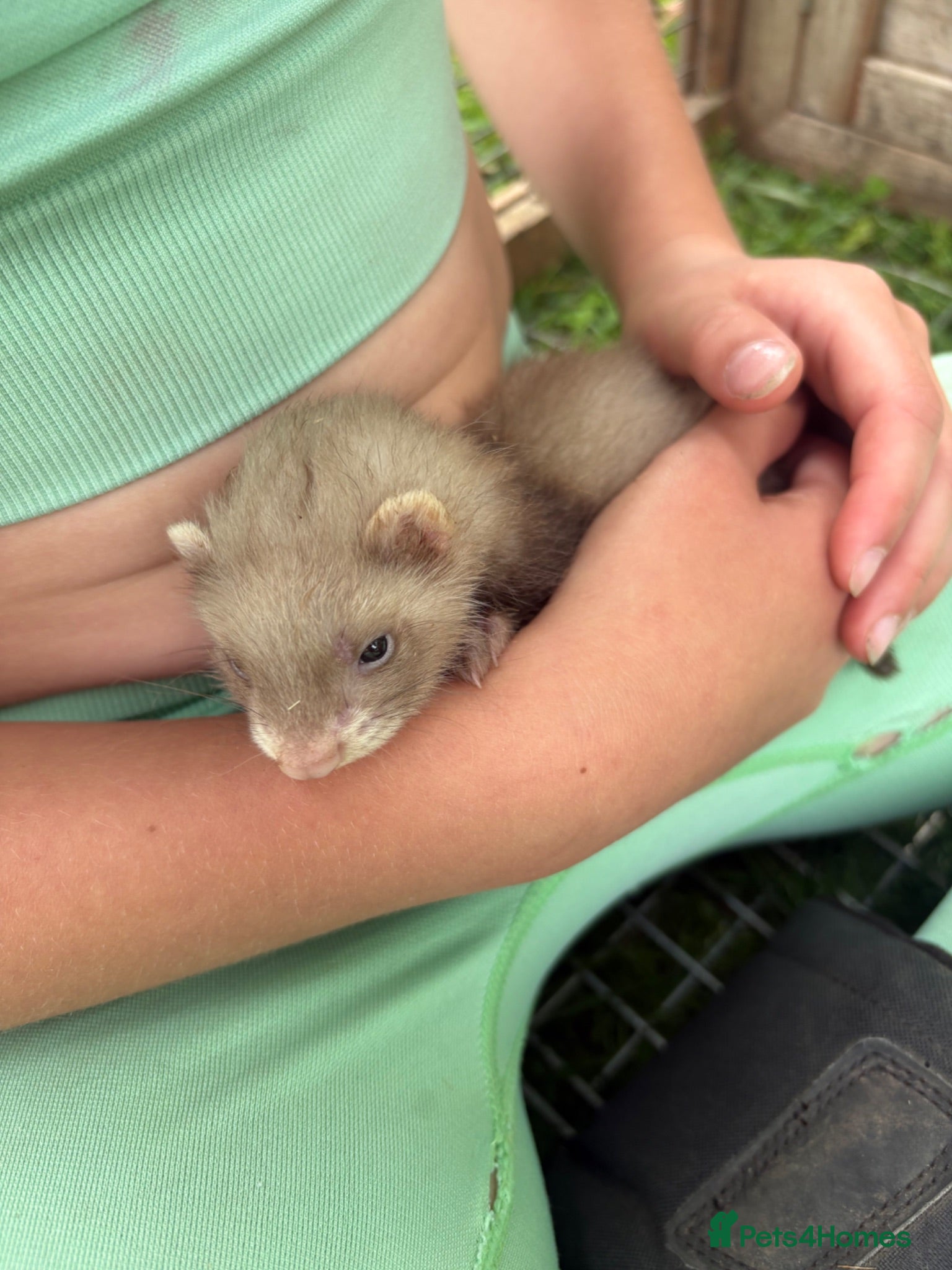 Ferret rodents Baby ferrets for sale £30 - Advert 2