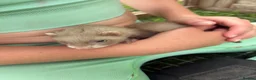 Ferret rodents for sale: Baby ferrets for sale £30 - Advert 2