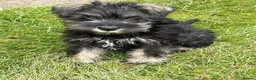 Miniature Schnauzer dogs for sale: Gorgeous Miniature Schnauzer KC reg puppies   - Advert 6