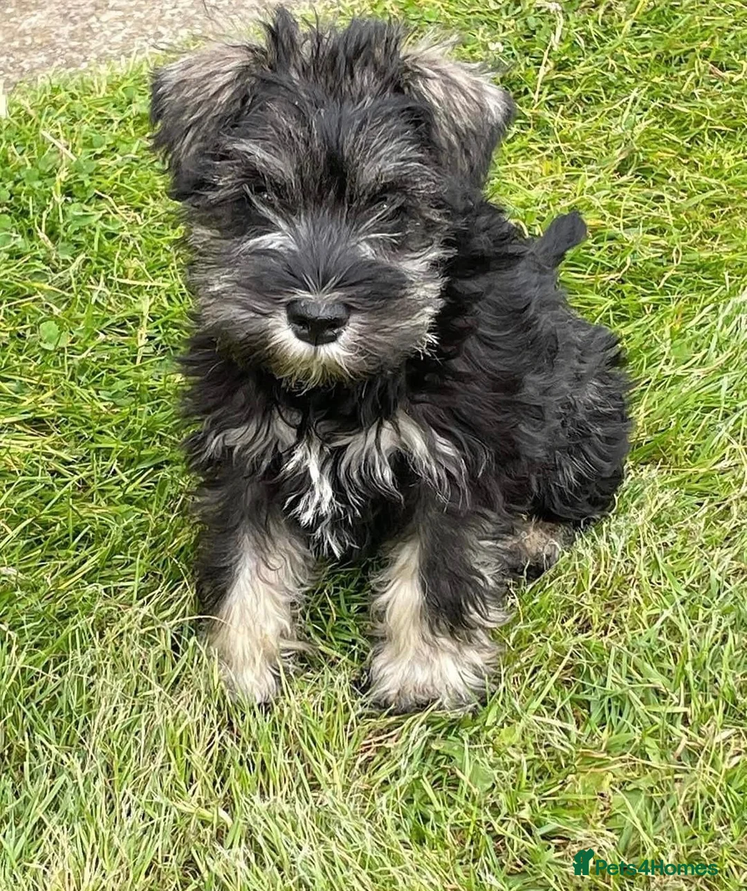 Miniature Schnauzer dogs for sale: Gorgeous Miniature Schnauzer KC reg puppies   - Advert 6