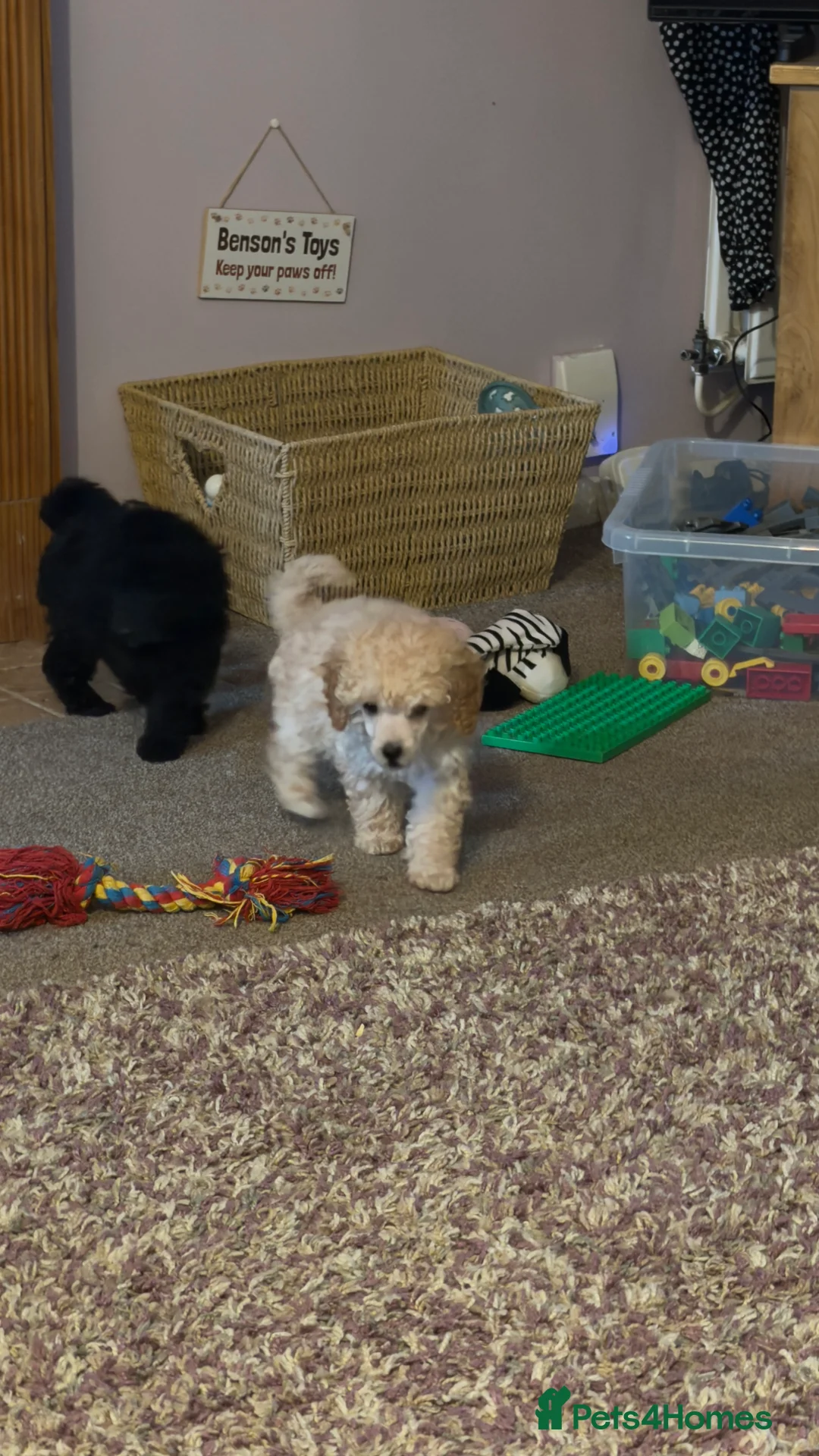 Miniature Poodle dogs for sale: Beautiful Miniature Poodles Puppies!!  - Advert 7