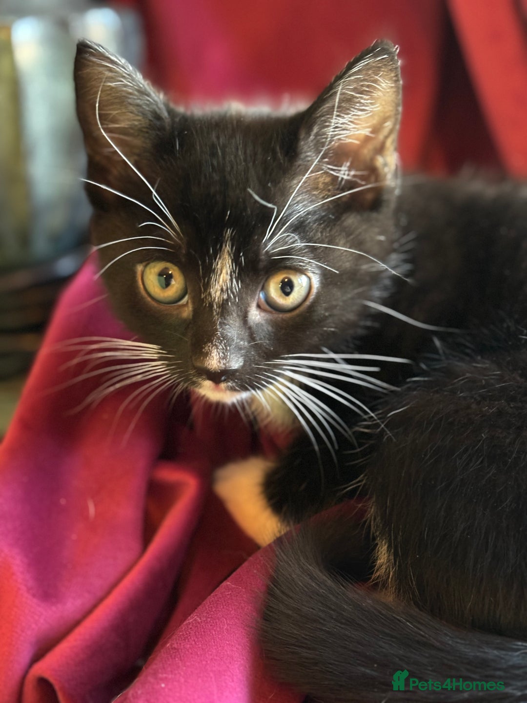 Mixed Breed cats for sale: 7 happy kittens ready for their new home - Image 11