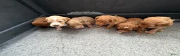 Cockapoo dogs for sale: Show quality litter of F2 cockerpoos 🌈 - Advert 31