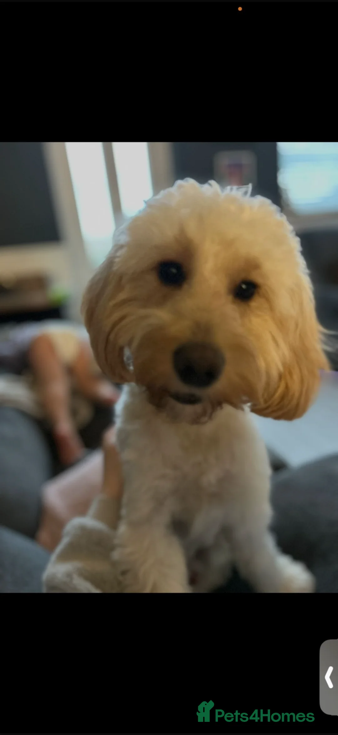 Cockapoo dogs for sale: Cockapoo for sale  - Advert 2