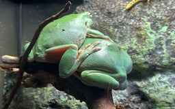 Frog reptiles for sale: Pair of Whites Tree Frogs with Enclosure and Stand - Image 3