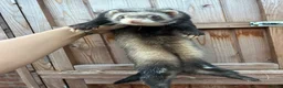 Ferret rodents for sale: Full and Semi pedigree angora babies To reserve in Gravesend - Advert 9