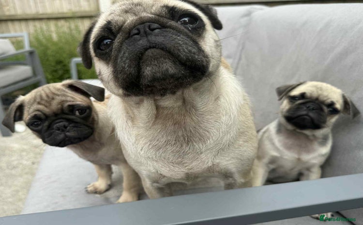 Pug dogs - Advert 4