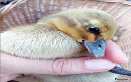Ducks poultry for sale: Mixed Color Indian Runner Ducklings - Image 22