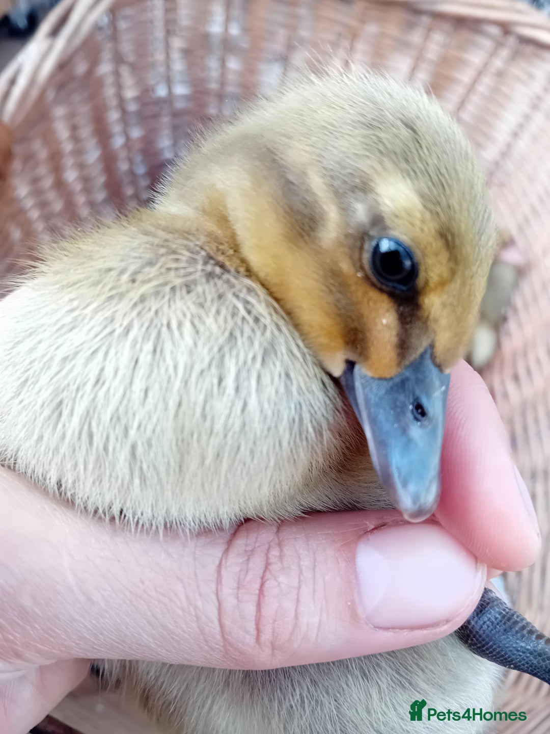 Ducks poultry for sale: Mixed Color Indian Runner Ducklings - Image 22