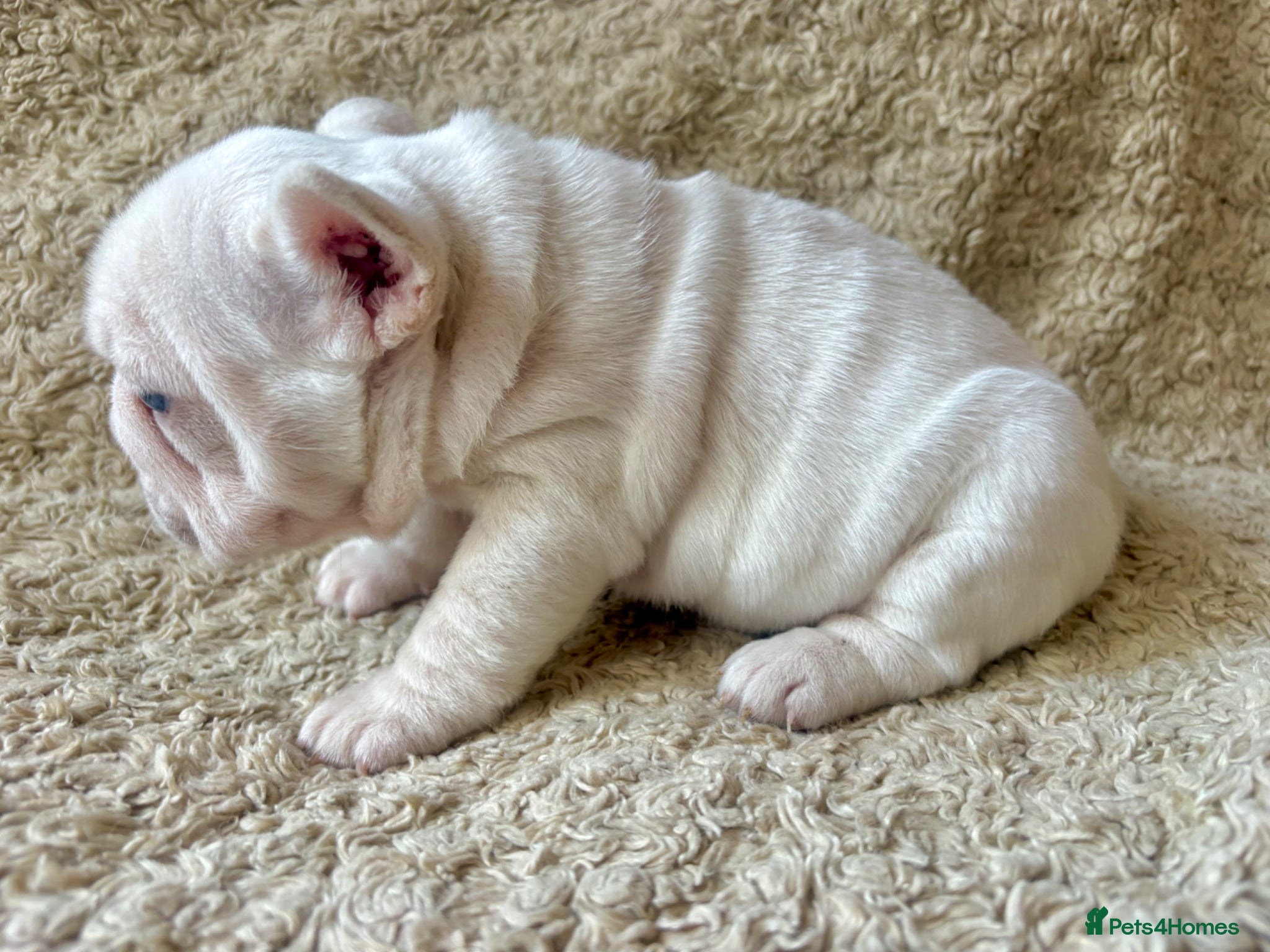 French Bulldog dogs for sale: French Bulldog Babies Ready Soon - Advert 15