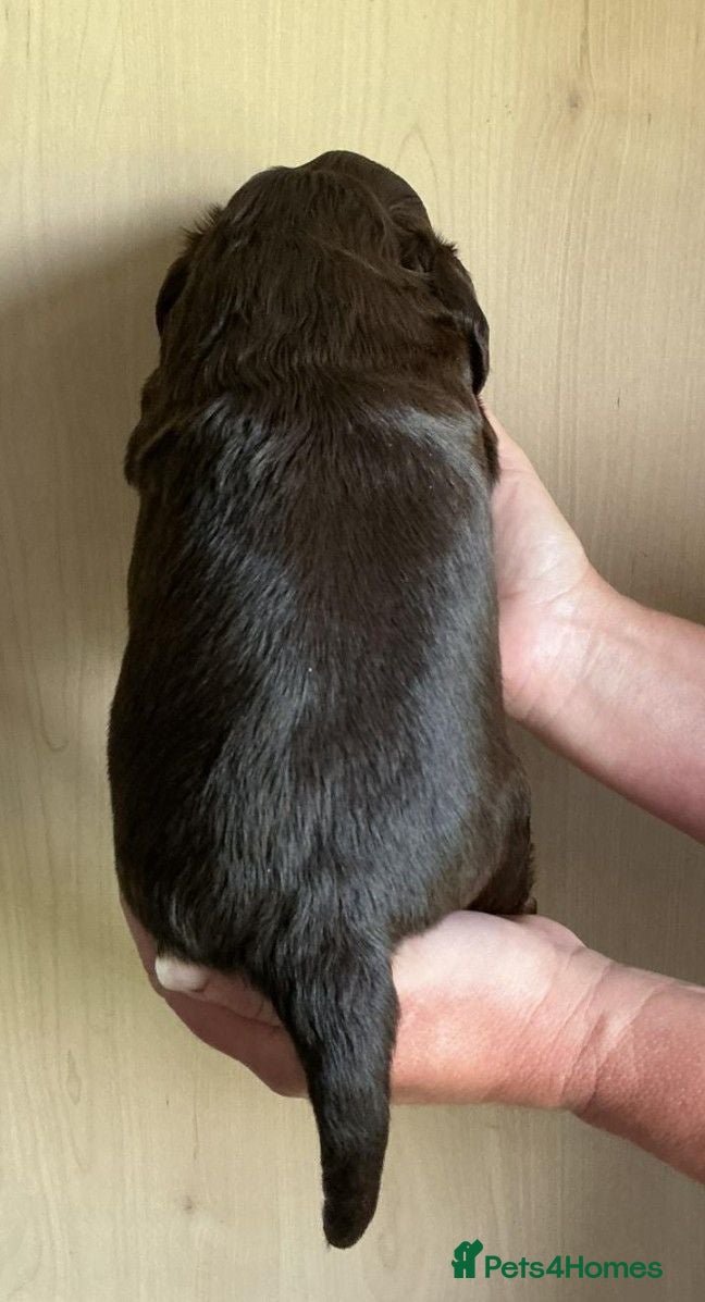 Cocker Spaniel dogs Gorgeous kc reg show cocker spanial boy  - Advert 2
