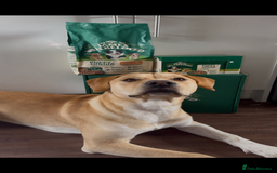 Mixed Breed dogs for sale: 10 month old puppy 🤍 - Advert 4