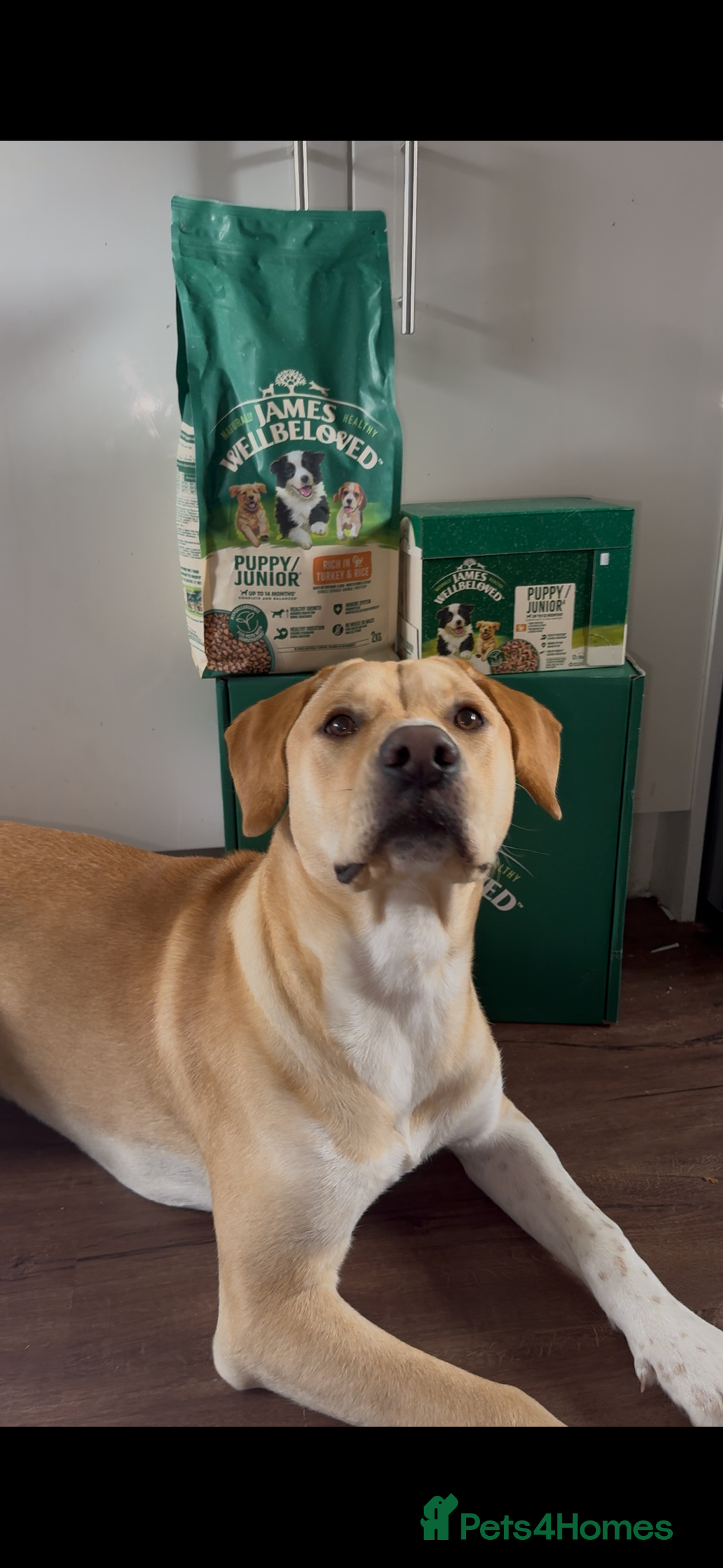 Mixed Breed dogs for sale: 10 month old puppy 🤍 - Advert 4